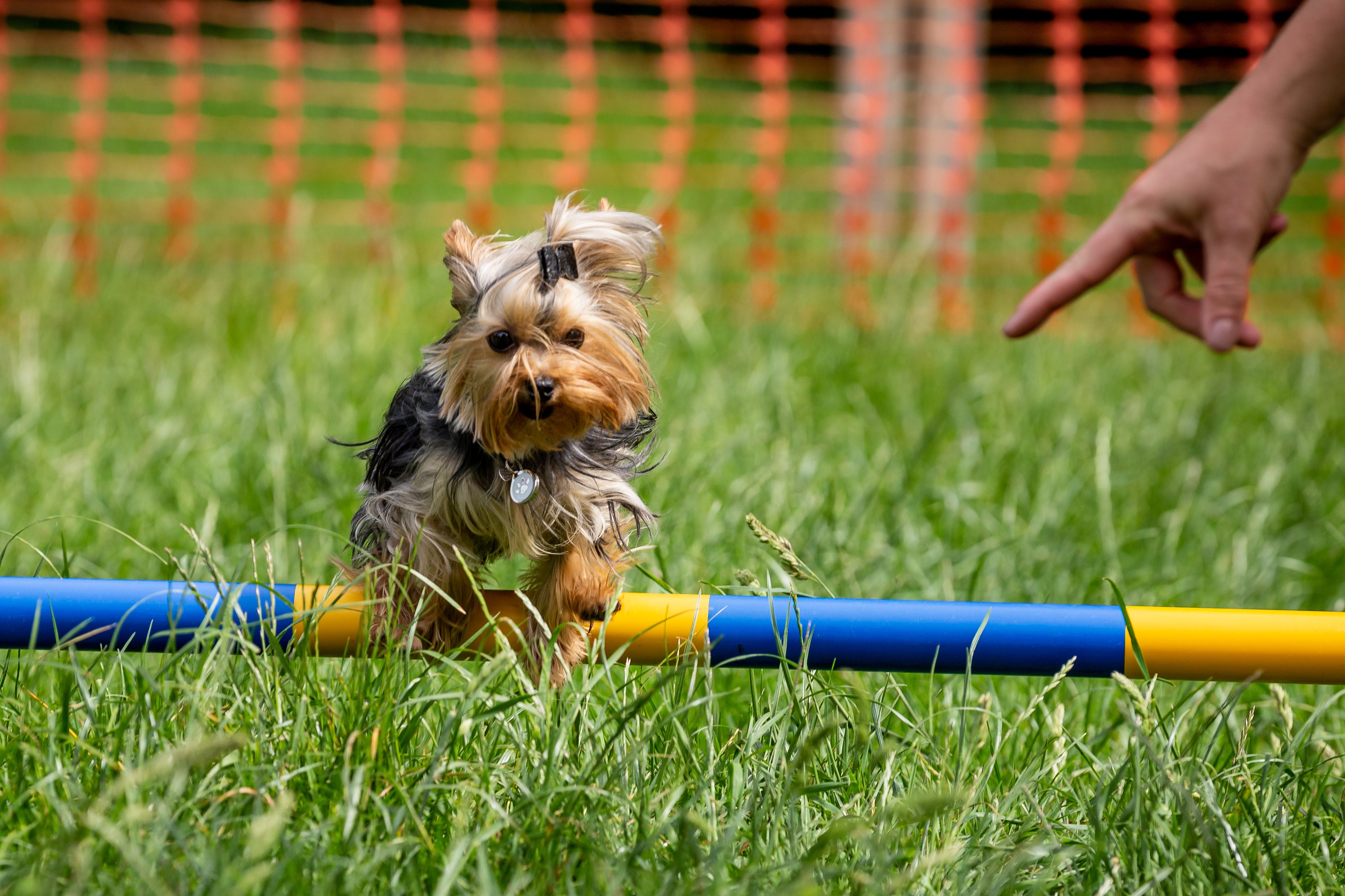 Esme jumping over an agility pole on grass