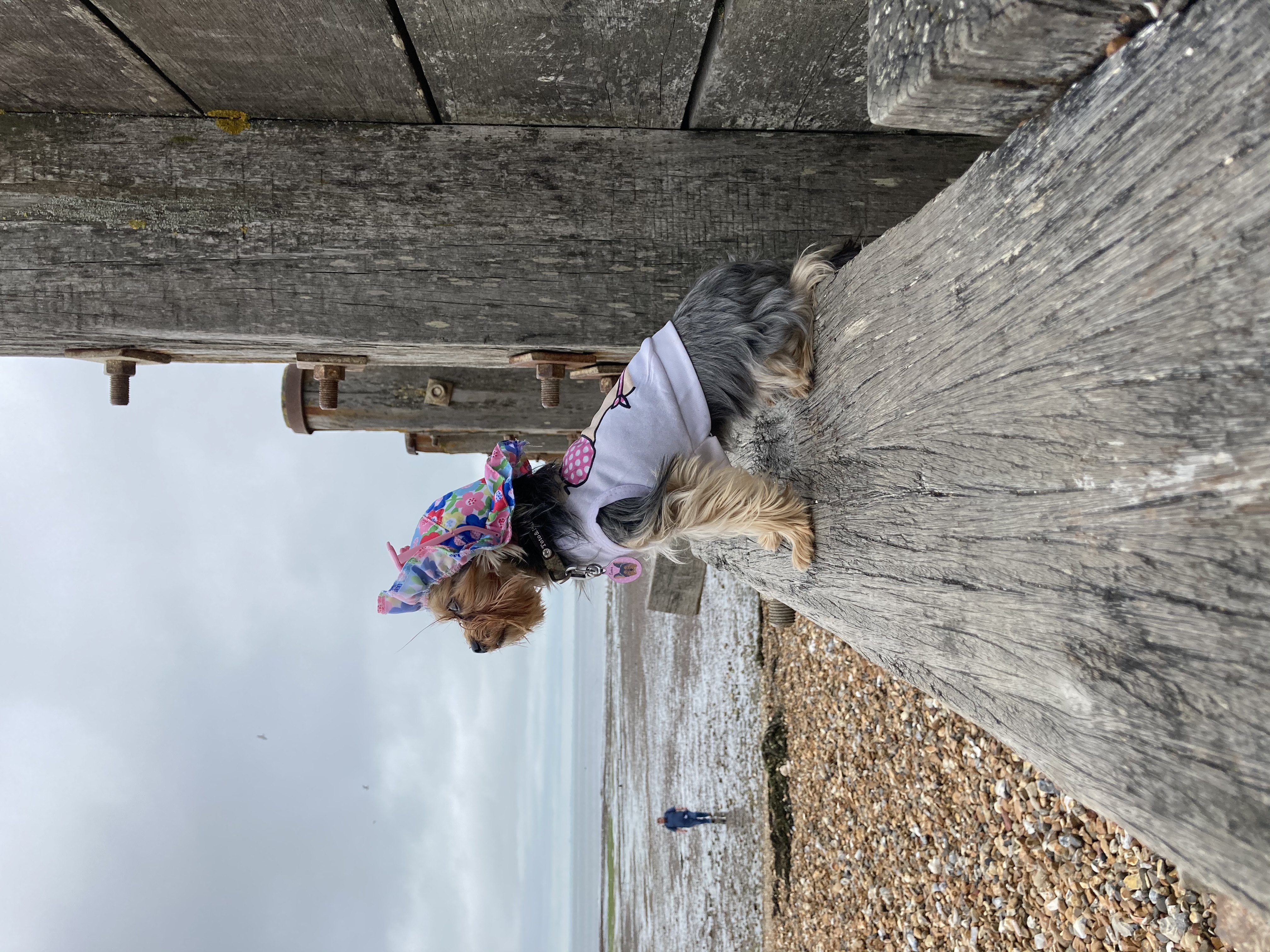 Esme in a bonnet looking out to sea from a beach groyne