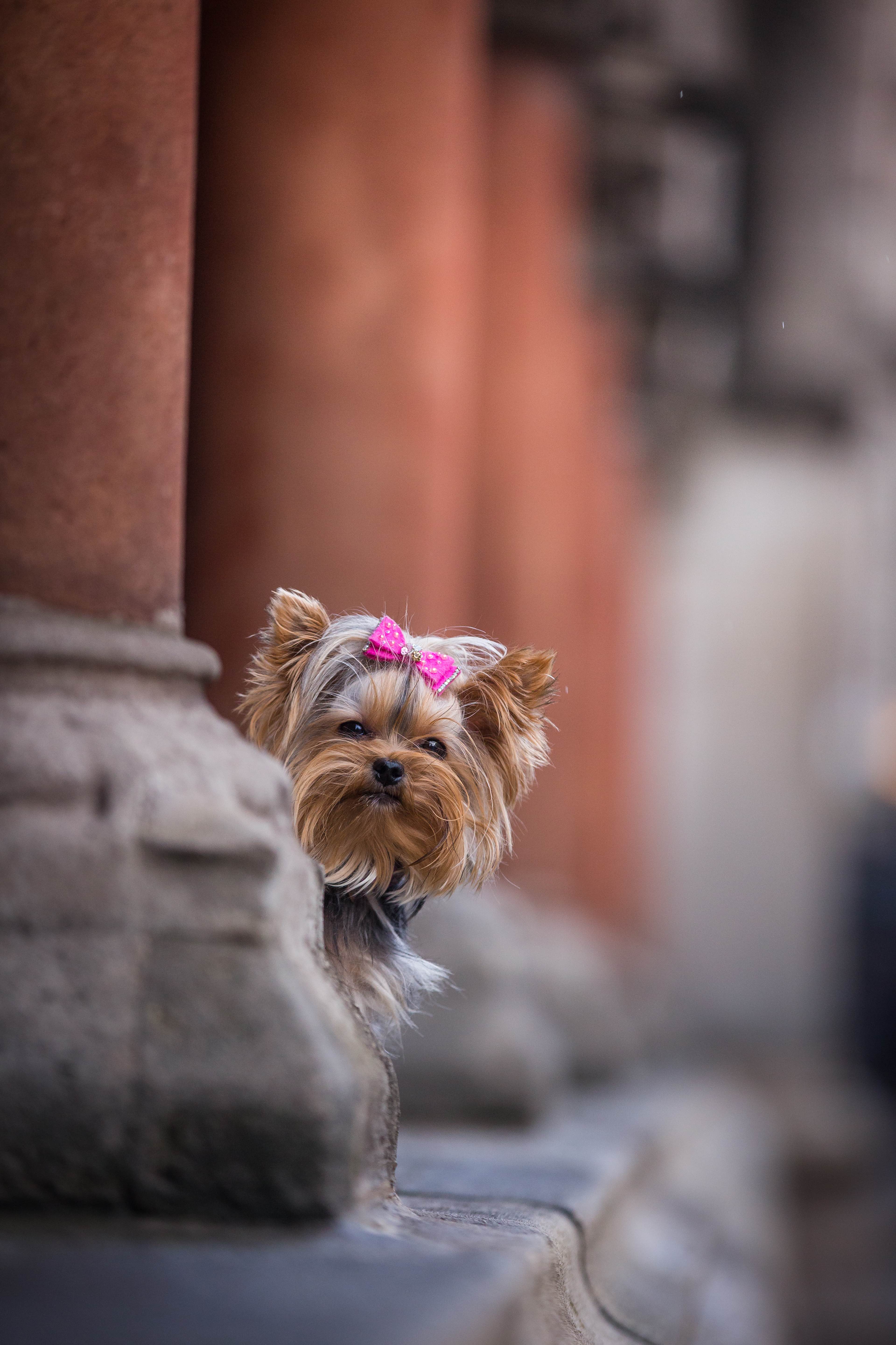 Esme peering around a stone column with a jewelled bow