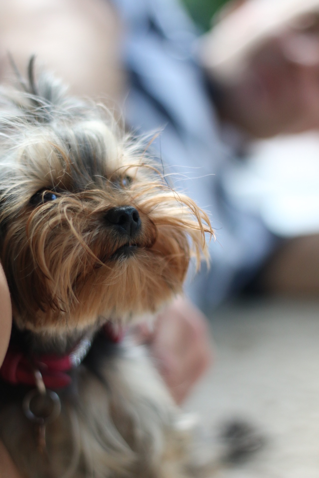 Close-up portrait of Esme with windswept fur