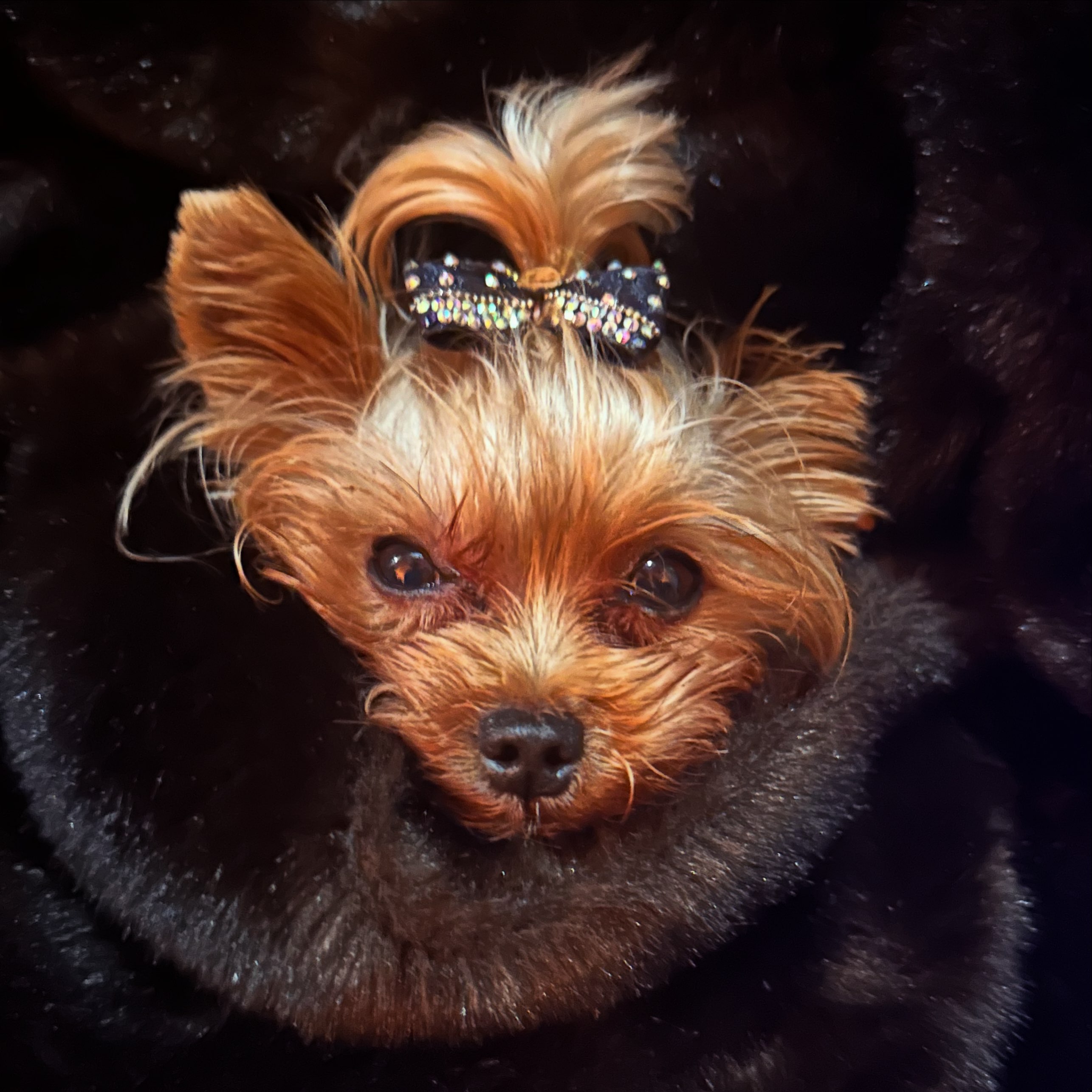 Dramatic close-up of Esme in a rhinestone bow nestled in dark fur