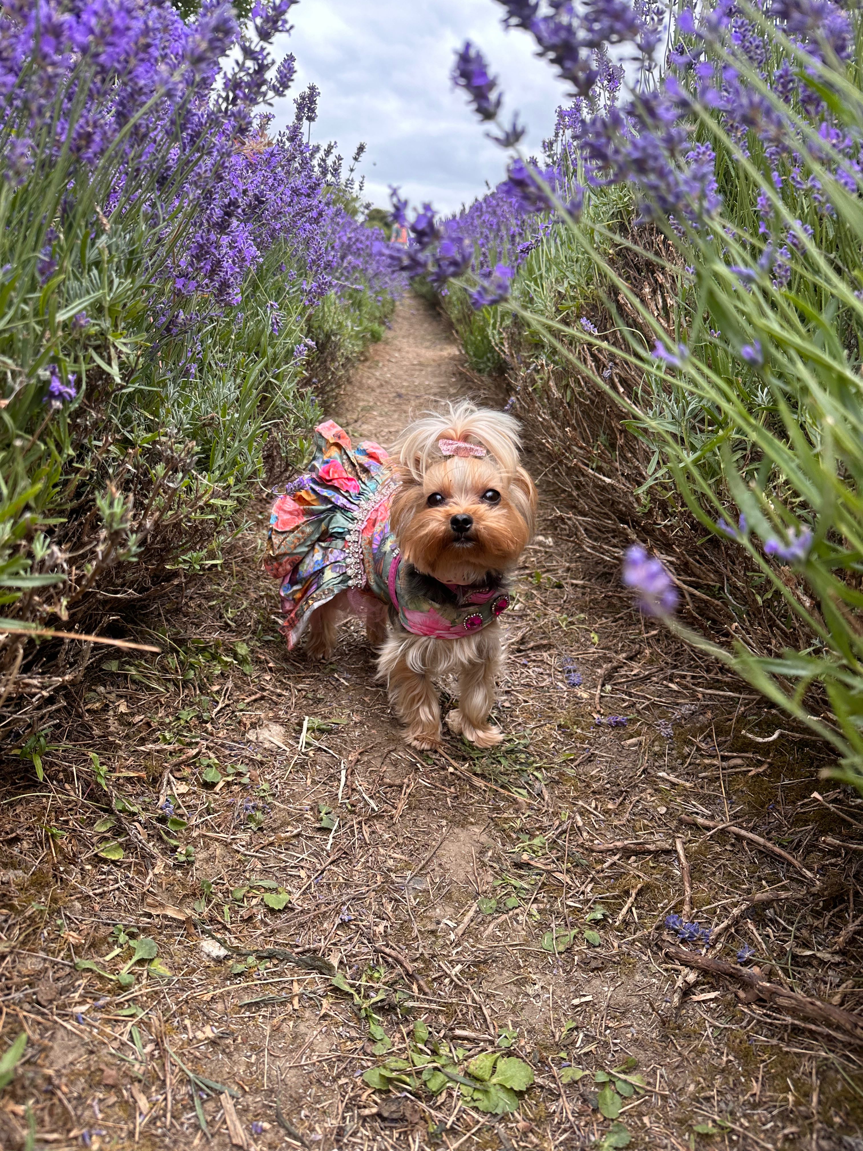 Esme in a floral dress in a lavender field
