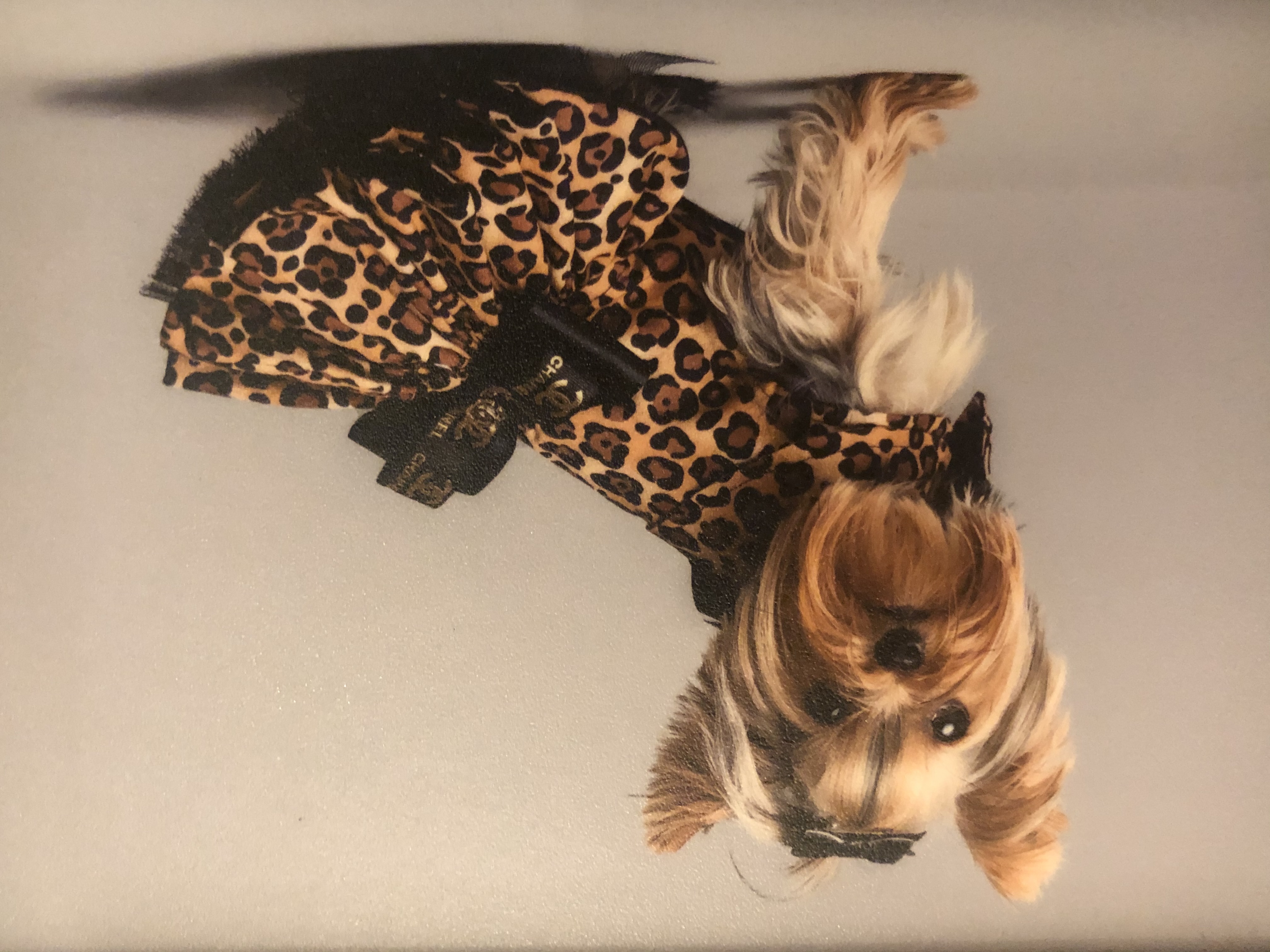 Esme in a leopard-print dress for a studio fashion shoot