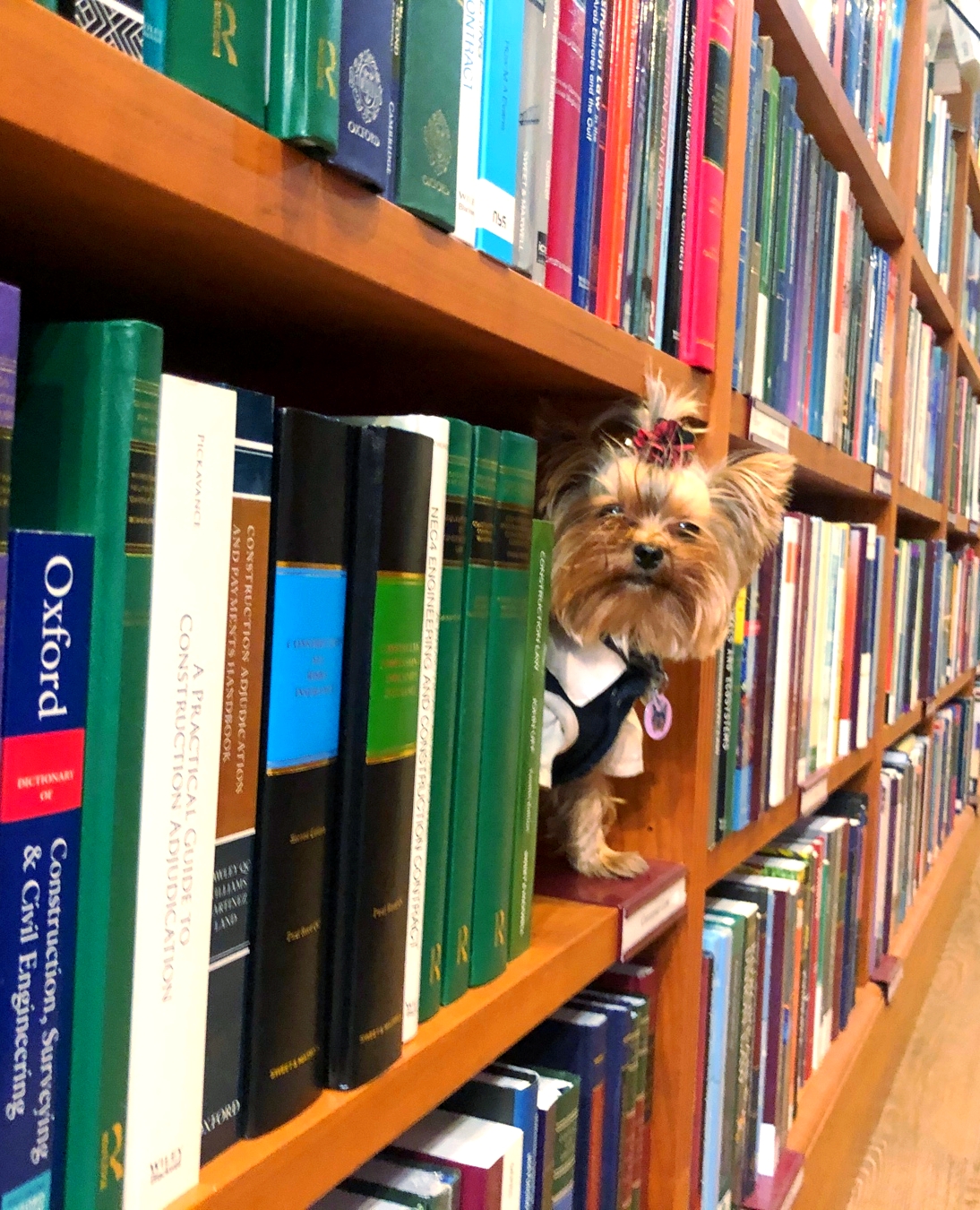Esme peeking out from a gap in a library bookshelf