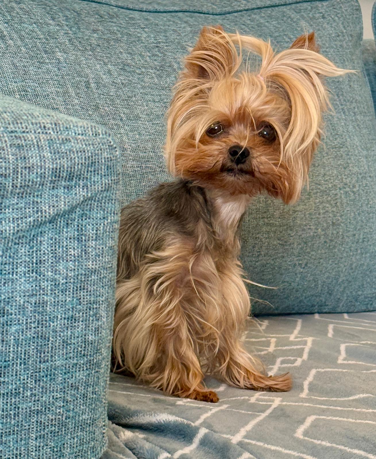 Esme sitting on a teal sofa with her head tilted