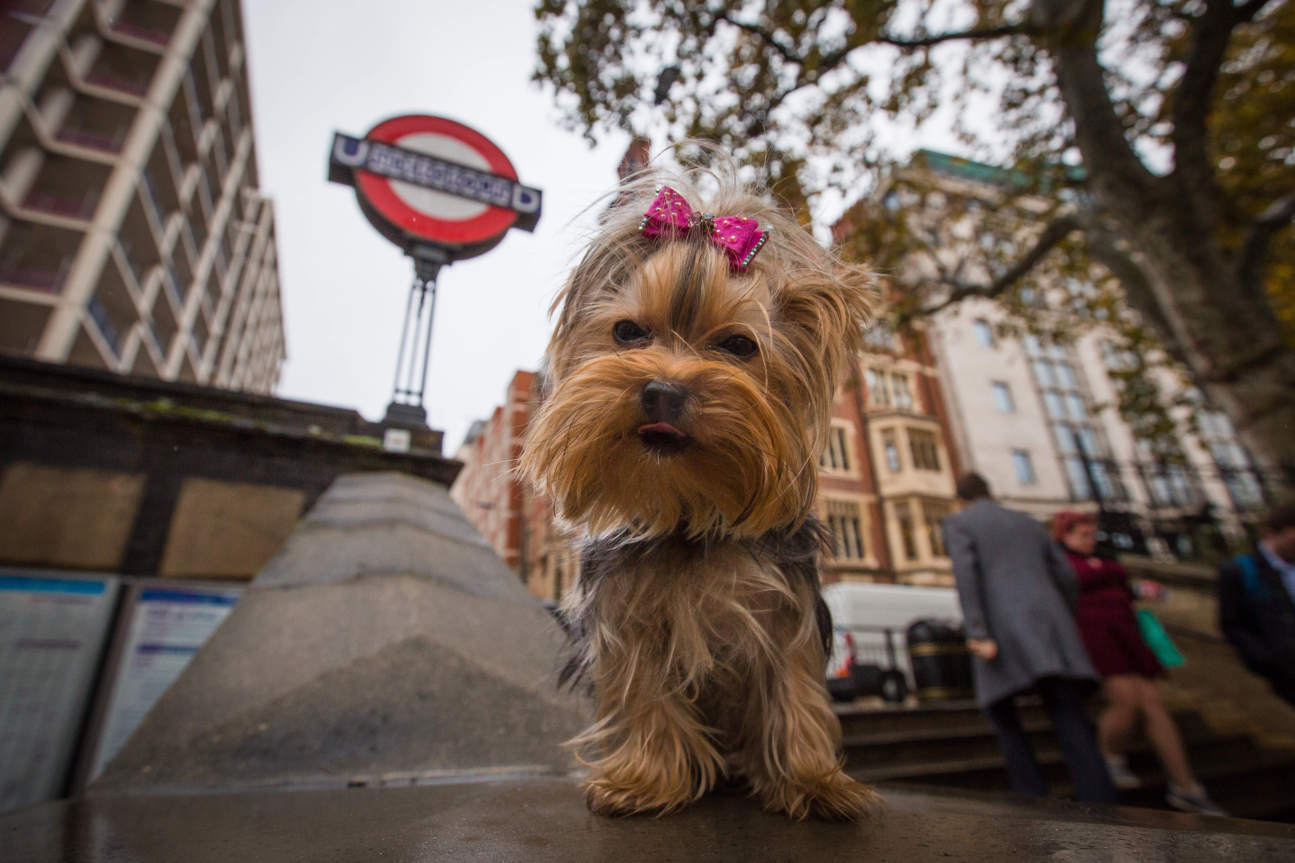 Esme sitting beneath a London Underground sign